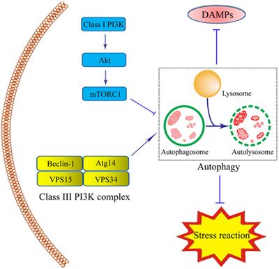 Impact of Paneth Cell Autophagy on Inflammatory Bowel Disease
